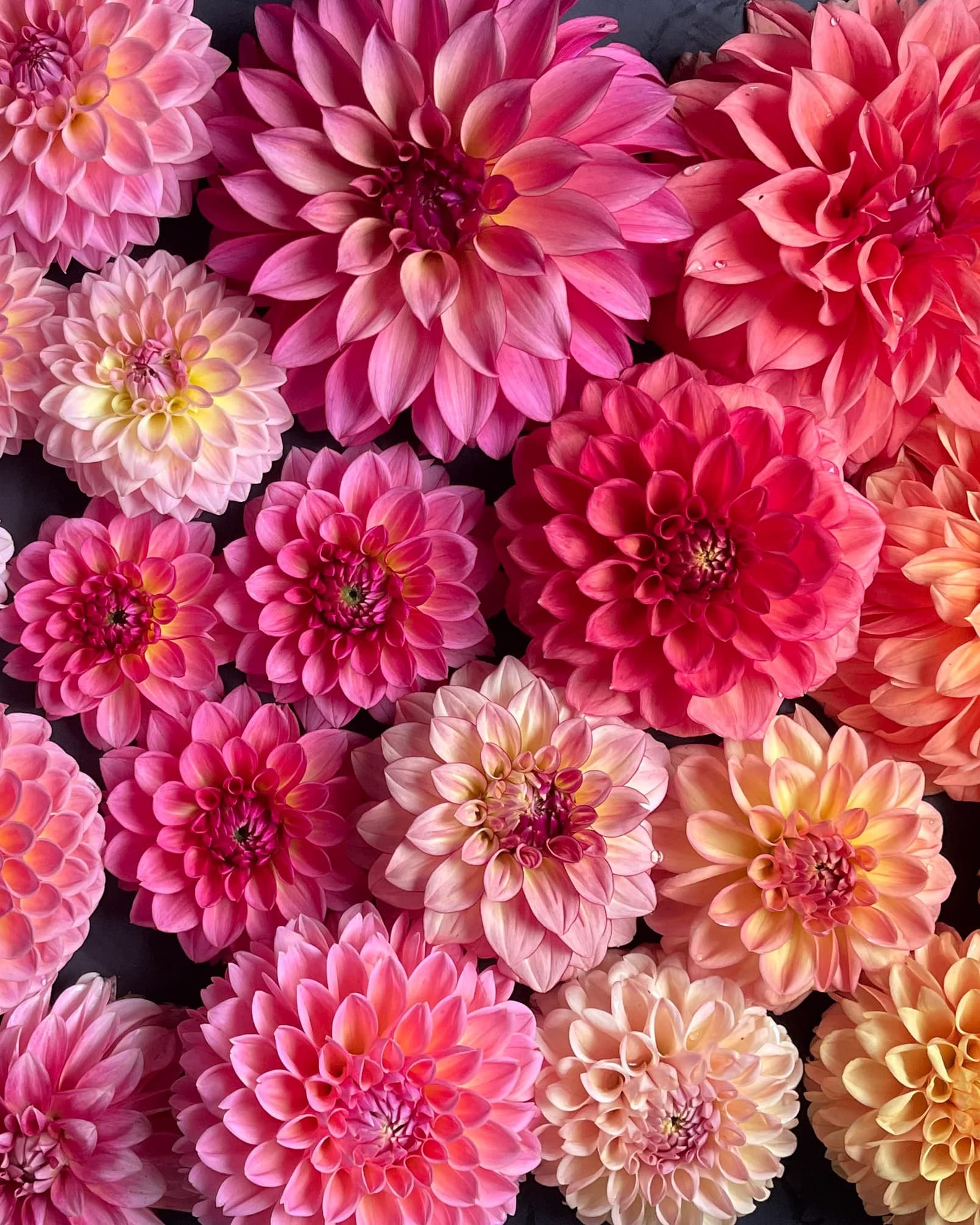 A curated row of dahlia plants in soft afternoon light